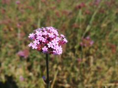 -羊亭河湿地公园