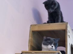 -我爱猫咪·猫咖·狗咖·安哥拉兔·羊驼咖(小寨华旗店)