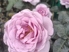 -人民公园(罗湖区)