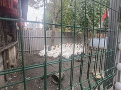 -鱼窝棚柴火铁锅炖(富山屯店)