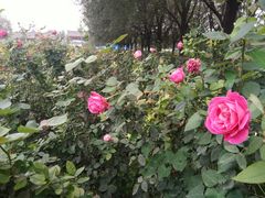 -汉景帝阳陵博物院