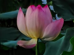 -荔湾湖公园