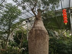 -北京植物园-展览温室
