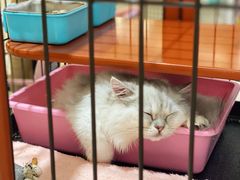 -1013 PET SHOP精品宠物商店(丁香店)