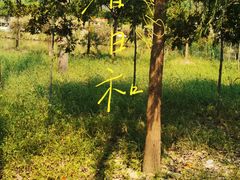 -合肥滨湖国家森林公园