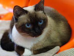 -猫咪博物馆(顶澳仔猫街店)