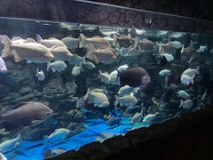 -多彩贵州城极地海洋世界