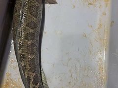 -金三可市井水煮鱼(金碧园店)