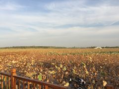 -天津东丽湖风景区