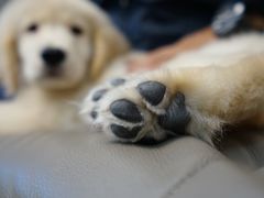 -翊宠yipet猫狗购宠庄园犬舍•猫舍