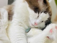 -猫在这儿猫咪咖啡馆·撸猫馆