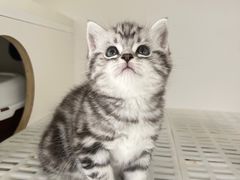 -lincat·猫舍(广州店)