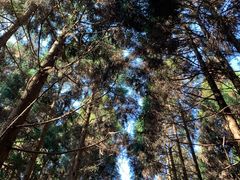 -玉苍山国家森林公园