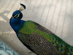 -商丘市人民公园