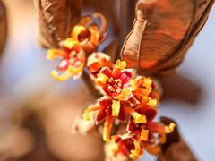 -国家植物园南园