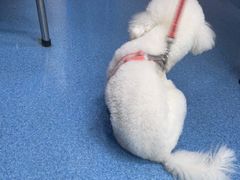 -美联众合动物医院(·中兽医·疑难杂症·严家桥分院)