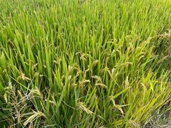 -嘉北郊野公园