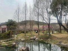 -香雪海