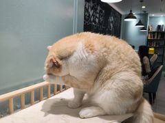 -安格丽娜·狗咖·猫咖羊驼咖(春熙路百盛商场店)