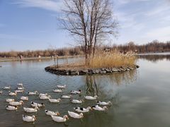 -金塔沙漠胡杨林景区