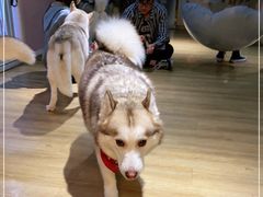 -Husky Go! 哈士奇体验馆·宠物咖啡厅狗咖