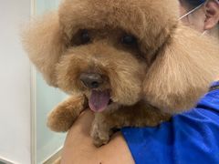 -宠福鑫康馨动物医院·骨科·眼科