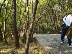 -紫金山山顶公园