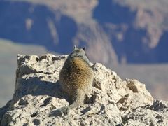 -科罗拉多大峡谷