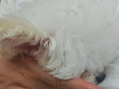 -中农大我爱我爱动物医院·核磁CT·猫病·24小时夜诊中心(石佛营店)