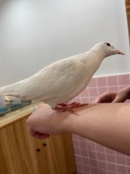 -Moni星球萌宠·小马宝莉·灵蛇·高端高阶全萌宠互动体验俱乐部(红豆国际广场店)