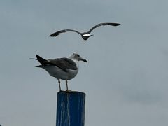 -海驴岛(荣成市)