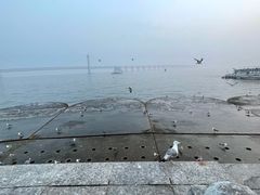 -星海湾跨海大桥