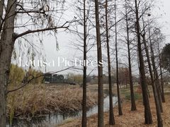 -贡湖湾湿地公园