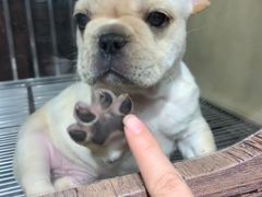 -宠物世家(仲盛世界商城店)