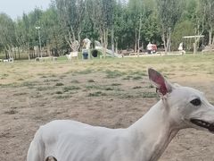 -爪吧宠物乐园 (温榆河示范区店)