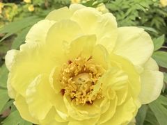 -石家庄市植物园