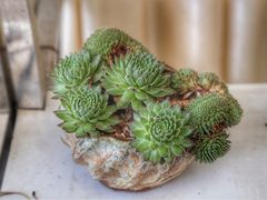 -金陵花卉交易市场