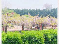 -嘉定紫藤园