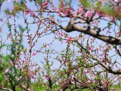 -金鸡湖桃花岛