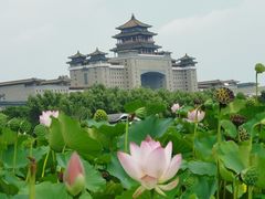 -莲花池公园
