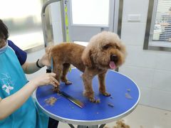 -佳雯宠物医院(金华南路分院)