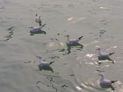 -蠡湖大桥公园