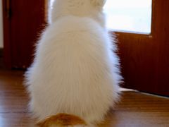 -有猫主题·治愈系猫咖(曾厝垵店)