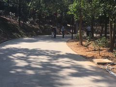 -中山市树木园