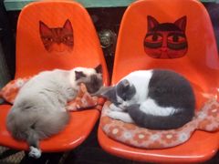 -猫咪博物馆(顶澳仔猫街店)