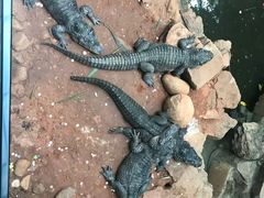 -上海动物园(地铁站)