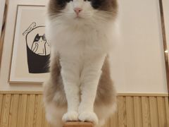 -Catmate·猫肥家润(金润铂宫店)