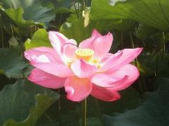 -上野公园花园稻荷神社(忍岡稲荷神社)