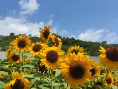 -野狸岛