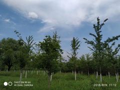 -永定河休闲森林公园